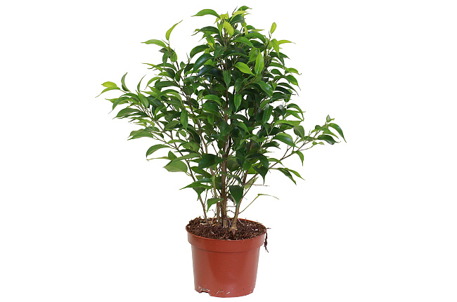 Фикус Бенджамина (Ficus Benjamina)