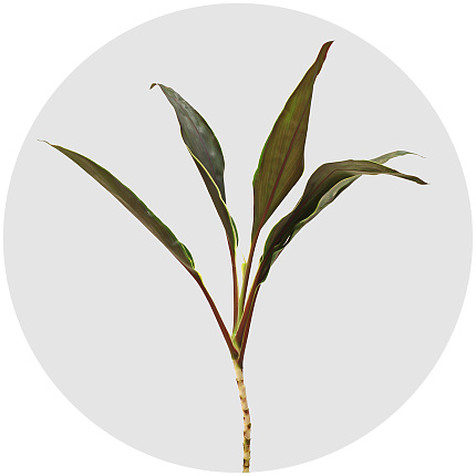 Кордилина Капучино (Cordyline Cappuccino)