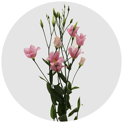Лизиантус Ботаник пинк (Botanic Pink)