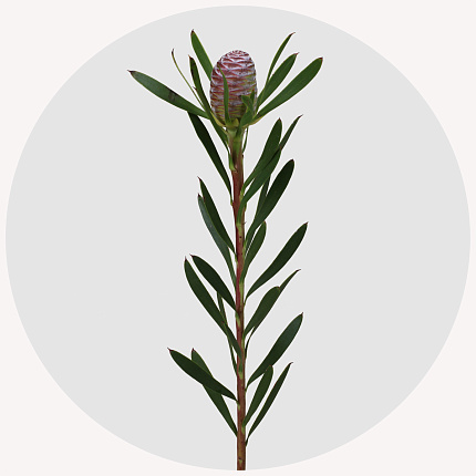 Леукадендрон конический (coniferum)