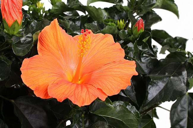 Гибискус (Hibiscus)