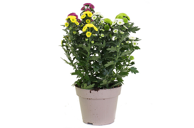 Хризантема (Chrysanthemum)