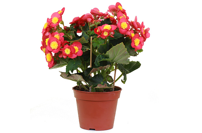 Бегония (Begonia)