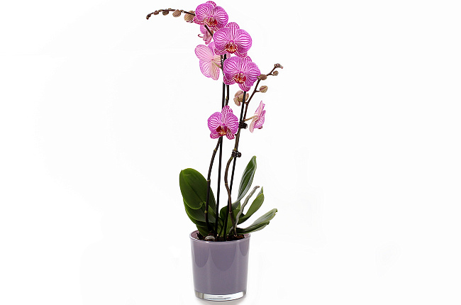 Орхидея Фаленопсис (Phalaenopsis) микс 9