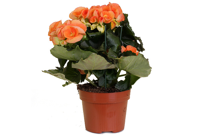 Бегония (Begonia)