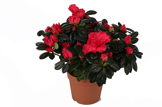 Азалия (Azalea)