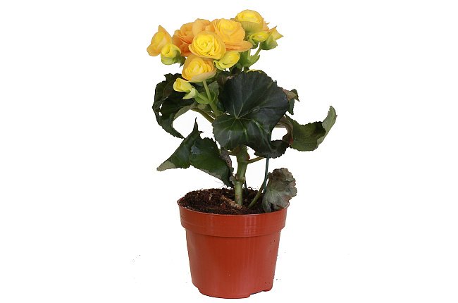 Бегония (Begonia)