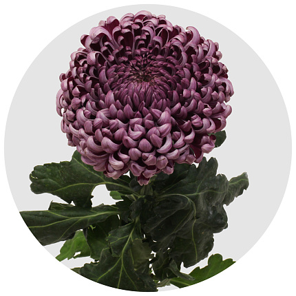 Хризантема одноголовая Бигуди пёпл (Bigoudi Purple XLS)