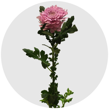 Хризантема одноголовая Андекавер (Undecover)