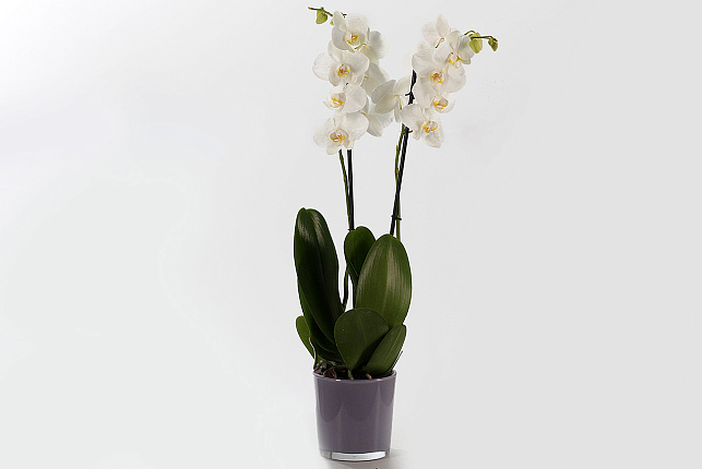 Орхидея Фаленопсис (Phalaenopsis) микс 9