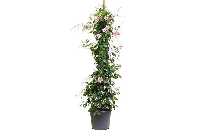 Мандевилла (Mandevilla)