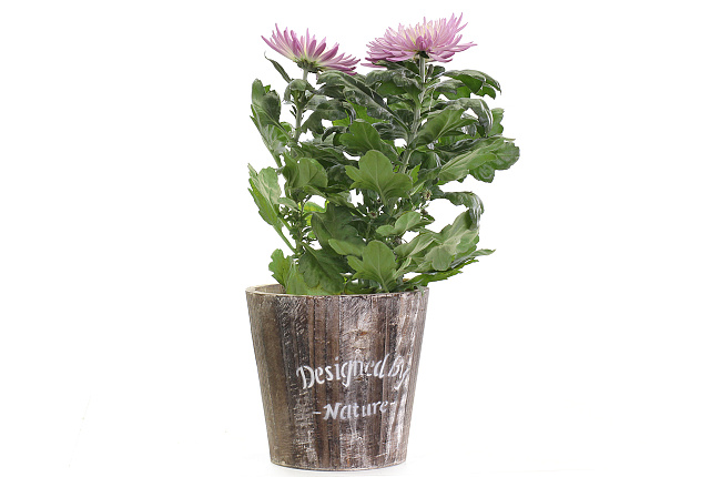 Хризантема (Chrysanthemum)