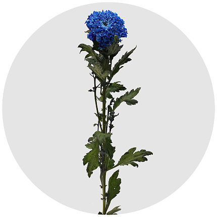 Хризантема одноголовая Эйнштейн крашеная синяя (Einstein Blue)