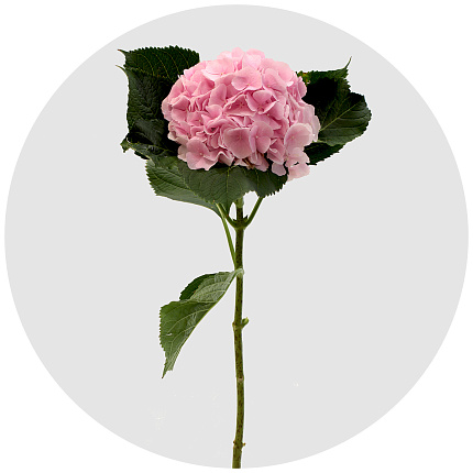 Гортензия Верена розовая (Verena Pink)