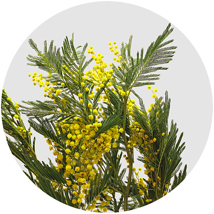 Мимоза Мирандоль (Acacia dealbata Mirandol)