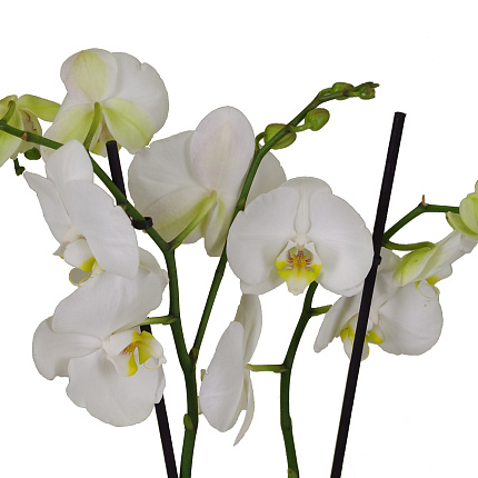 Орхидея Фаленопсис (Phalaenopsis) микс 4