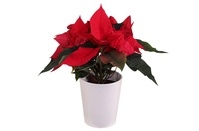 Пуансетия (Poinsettia)