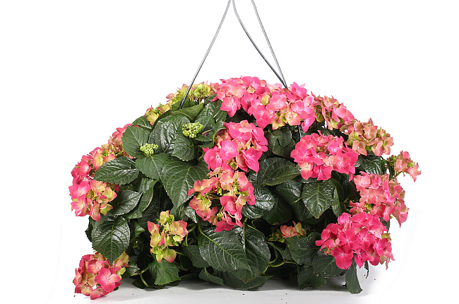 Гортензия (Hydrangea)