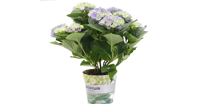 Гортензия (Hydrangea)