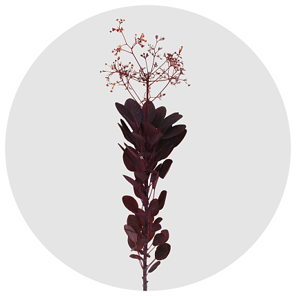 Котинус Роял Пёпл (Cotinus Royal Purple)