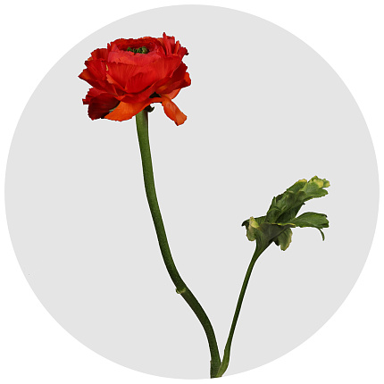Ранункулус Клуни красный (Clooney red)