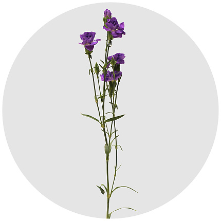 Гвоздика кустовая Генетиш светло-лиловая (Genetisch light lilac)