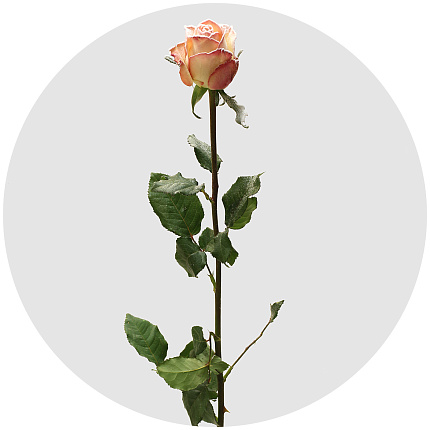 Роза "морозный воск" персиковая заснеженная (Roses Frost Wax)