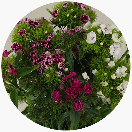 Диантус барбатус микс (Dianthus barbatus mix)