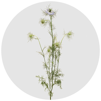 Нигелла Дамасцена милка (Nigella Damascena Milka)