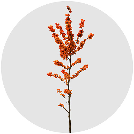 Илекс Вертициллата Винтер голд (Ilex Verticillata Winter Gold)