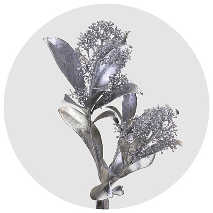 Скиммия крашеная серебряная (Silver)