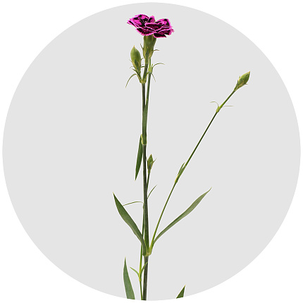 Диантус барбатус Тропик баттерфляй (Dianthus 'Tropic Butterfly' (Tropic Butterfly)