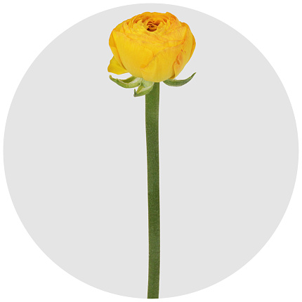 Ранункулус Клуни жёлтый (Clooney Yellow)
