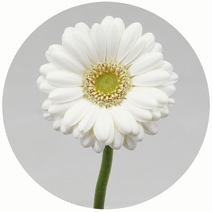 Гербера мини Альбино (Albino)