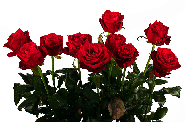 Роза Ред Дизайер (Red Desire)