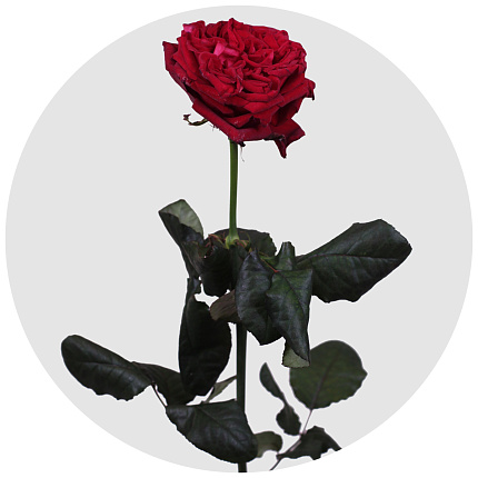 Роза Ред Элеганс (Red Elegance)
