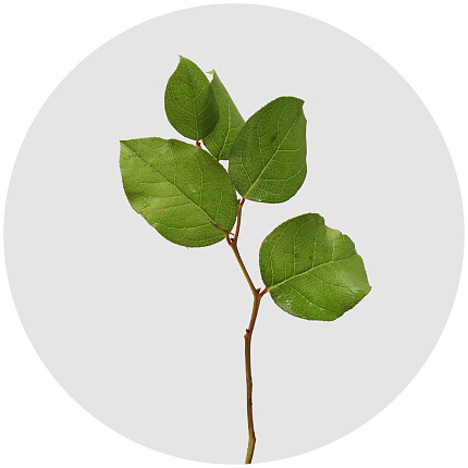 Салал (Salal)