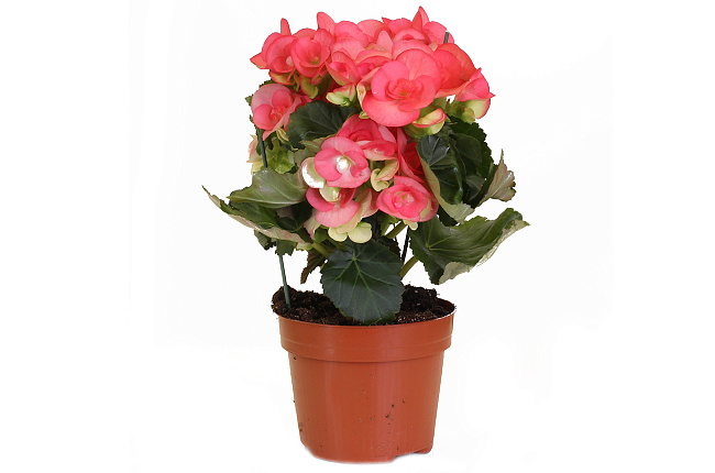 Бегония (Begonia)