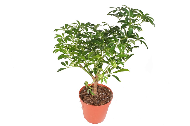 Шефлера (Schefflera)