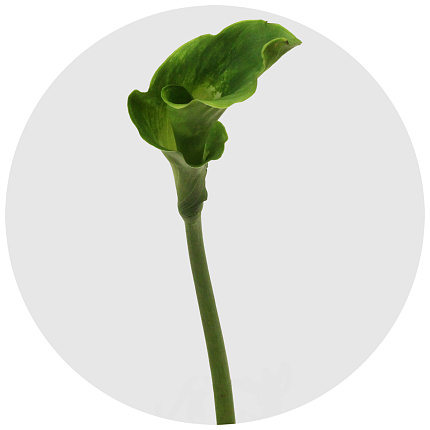 Калла Грин годдес (Green Goddess)