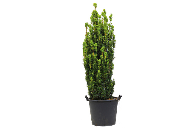 Тис ягодный (Taxus baccata)