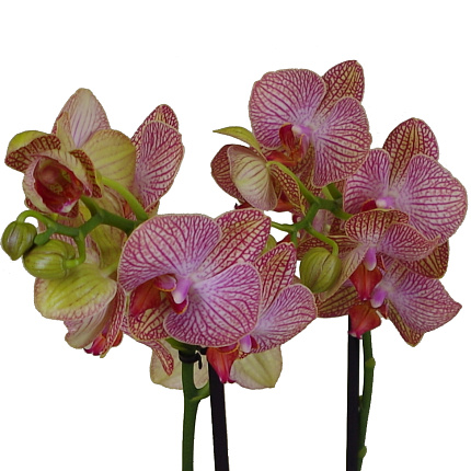 Орхидея Фаленопсис (Phalaenopsis) микс 3