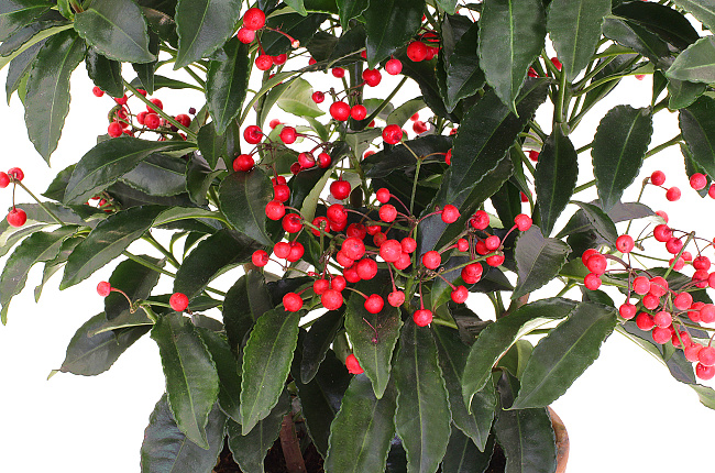 Ардизия (Ardisia Crenata)
