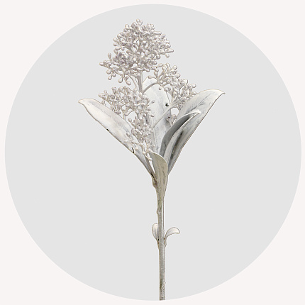 Скиммия крашеная белая (White)