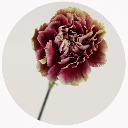 Гвоздика стандарт микс 6