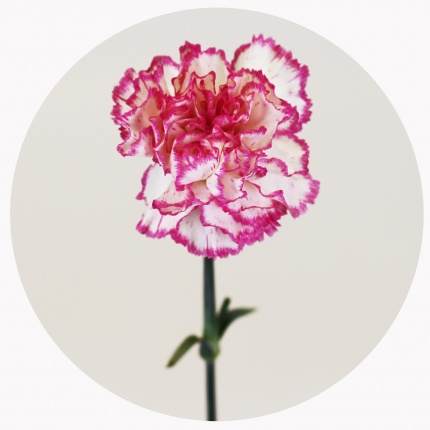 Гвоздика стандарт микс 5