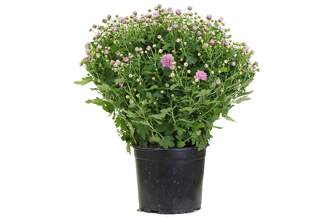 Хризантема (Chrysanthemum)