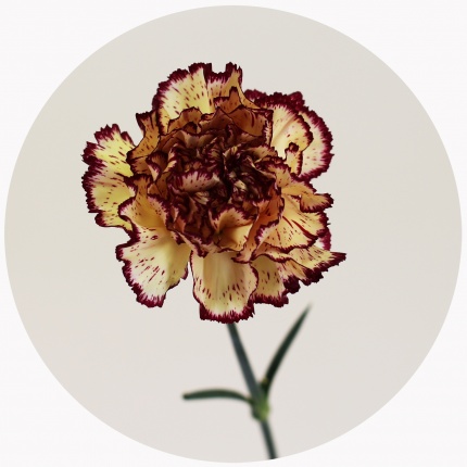  Гвоздика стандарт микс 3