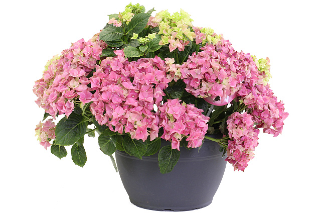 Гортензия (Hydrangea)
