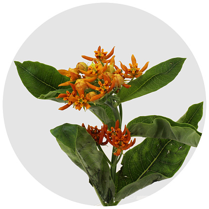 Асклепия Беатрикс (Asclepias 'Beatrix')